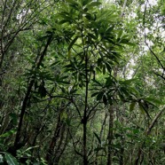 Sideroxylon majus.bois de fer.bois de fer blanc.sapotaceae.endémique Réunion..jpeg
